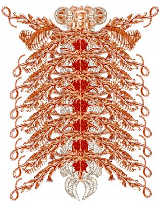 The-Insatiable-Enigma-by-Bill-Wolak-313x400